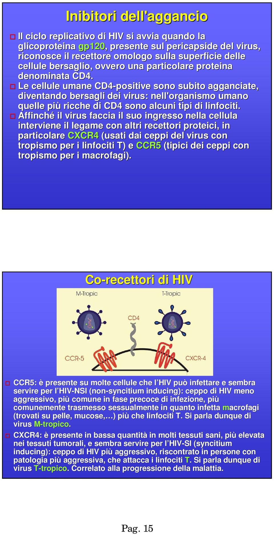 Le cellule umane CD4-positive sono subito agganciate, diventando bersagli dei virus: nell'organismo umano quelle più ricche di CD4 sono alcuni tipi di linfociti.