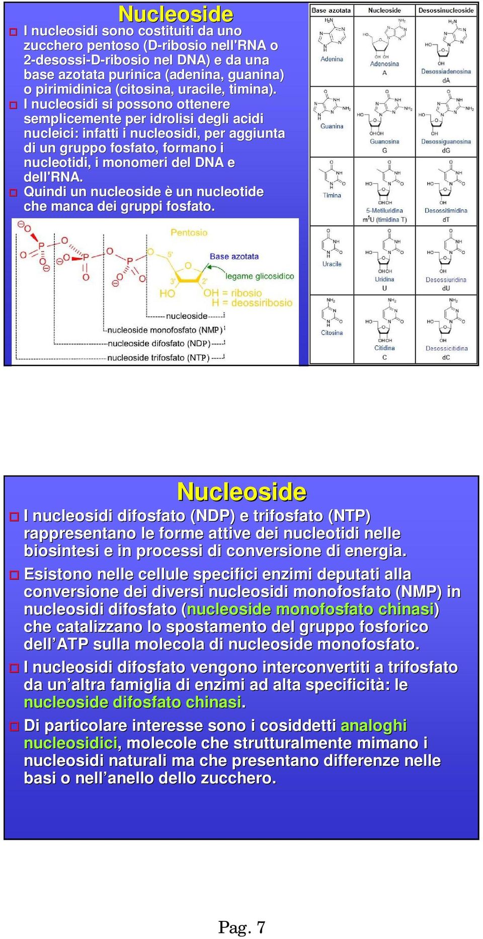 Quindi un nucleoside è un nucleotide che manca dei gruppi fosfato.