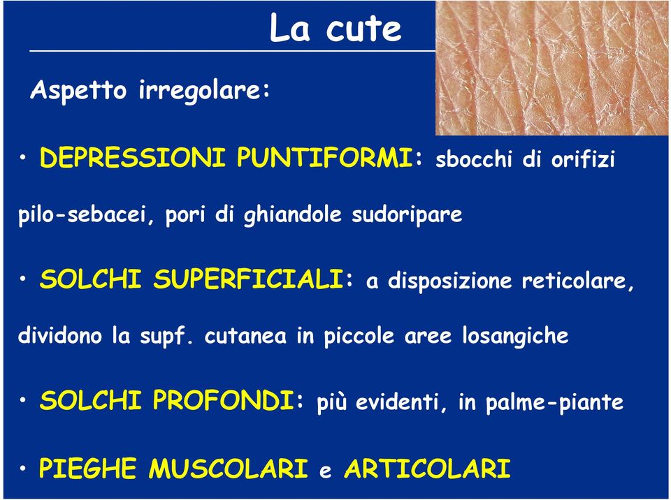 disposizione reticolare, dividono la supf.