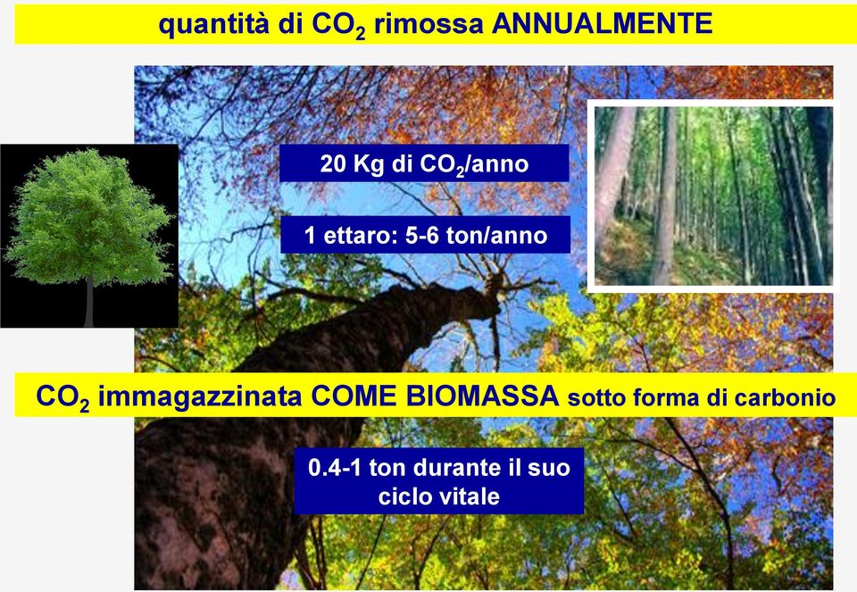 immagazzinata COME BIOMASSA sotto forma di