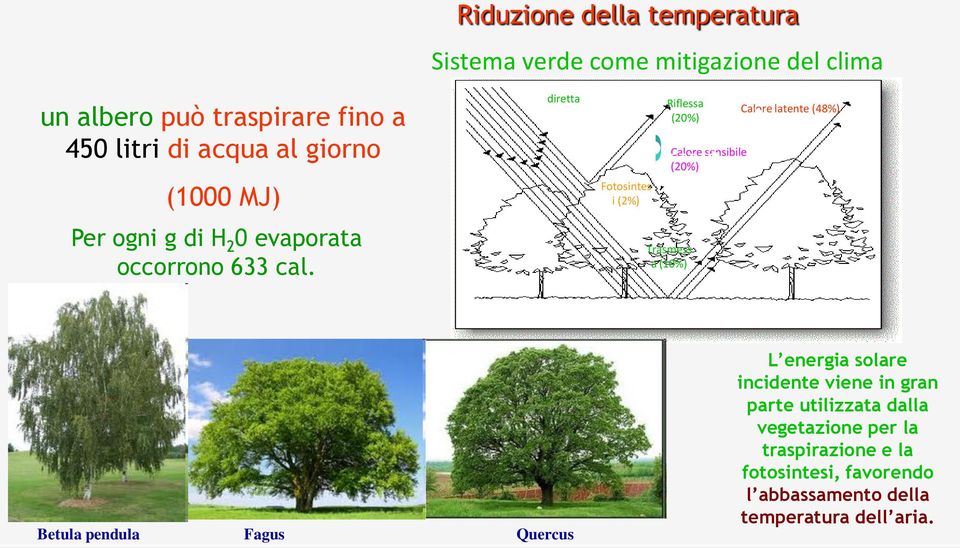 diretta Fotosintes i (2%) Riflessa (20%) Calore sensibile (20%) Trasmess a (10%) Calore latente (48%) Betula pendula