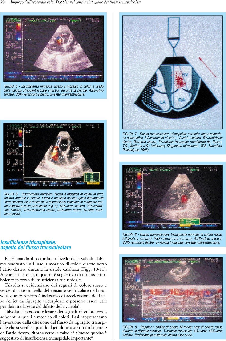 LV=ventricolo sinistro, LA=atrio sinistro, RV=ventricolo destro, RA=atrio destro, TV=valvola tricuspide (modificata da: Nyland T.G., Mattoon J.S.; Veterinary Diagnostic ultrasound. W.B.
