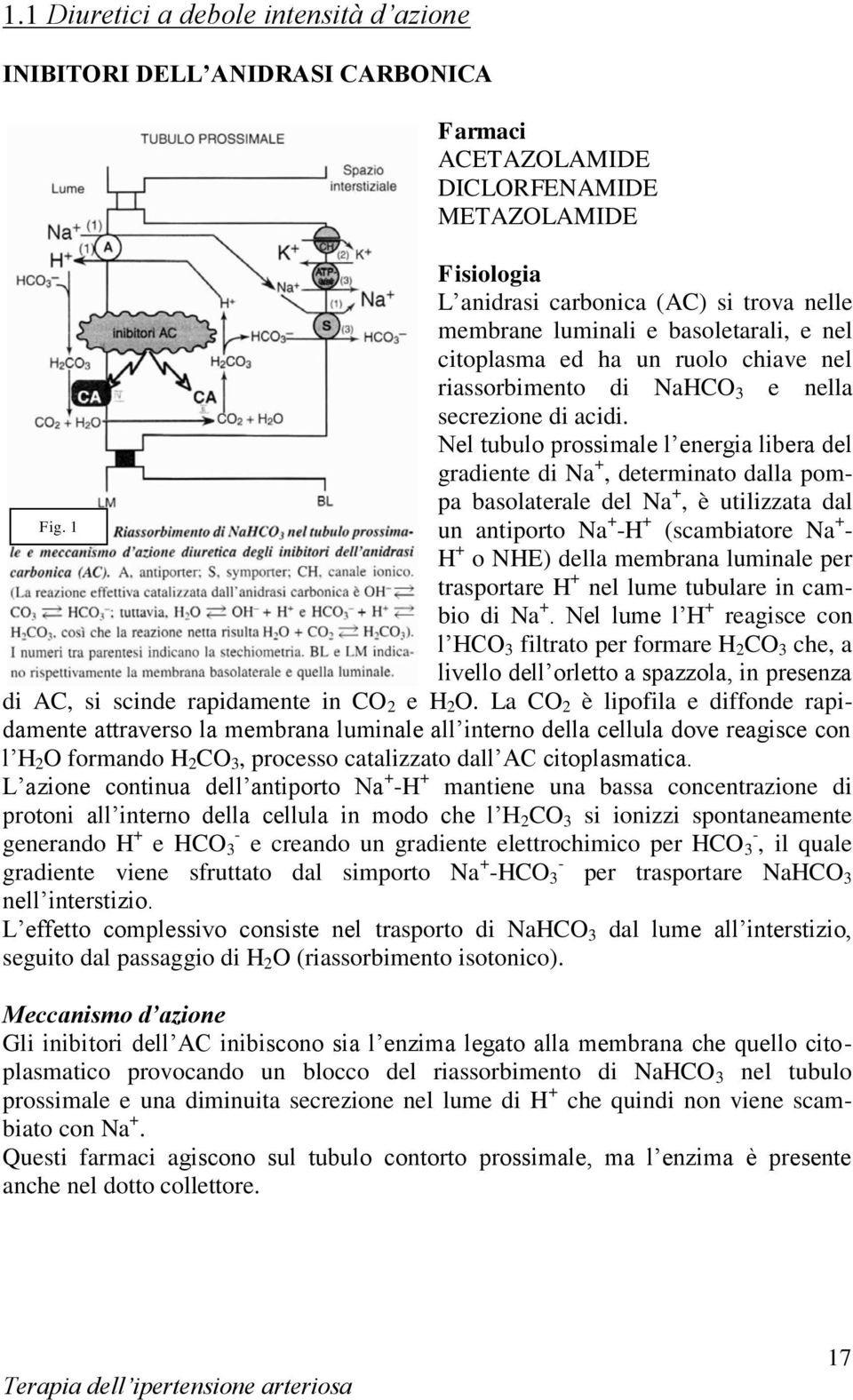 Nel tubulo prossimale l energia libera del gradiente di Na +, determinato dalla pompa basolaterale del Na +, è utilizzata dal Fig.