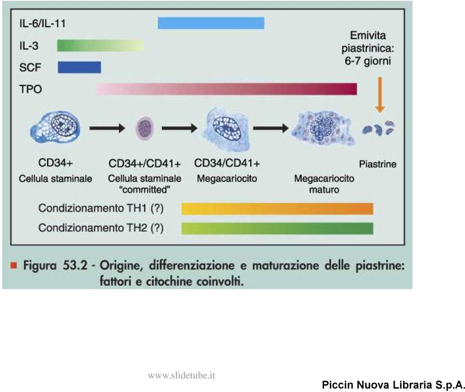 maturazione delle piastrine: