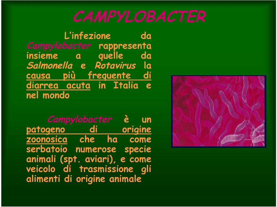 mondo Campylobacter è un patogeno di origine zoonosica che ha come serbatoio