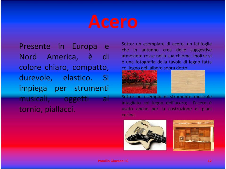 Sotto: un esemplare di acero, un latifoglie che in autunno crea delle suggestive atmosfere rosse nella sua chioma.