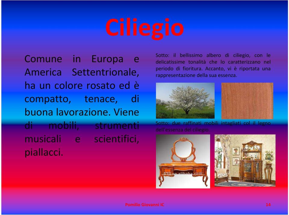 Sotto: il bellissimo albero di ciliegio, con le delicatissime tonalità che lo caratterizzano nel periodo di