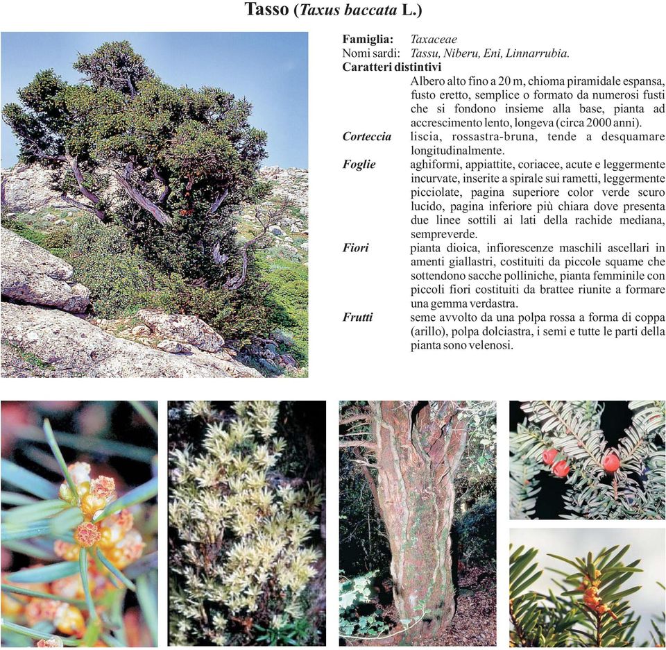 Corteccia liscia, rossastra-bruna, tende a desquamare longitudinalmente.