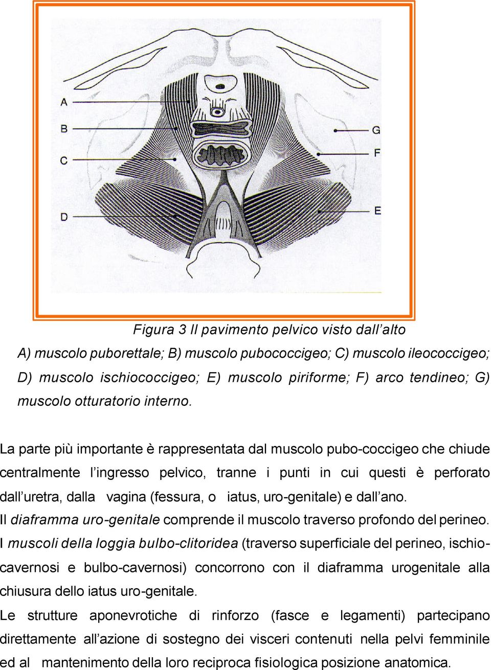 La parte più importante è rappresentata dal muscolo pubo-coccigeo che chiude centralmente l ingresso pelvico, tranne i punti in cui questi è perforato dall uretra, dalla vagina (fessura, o iatus,