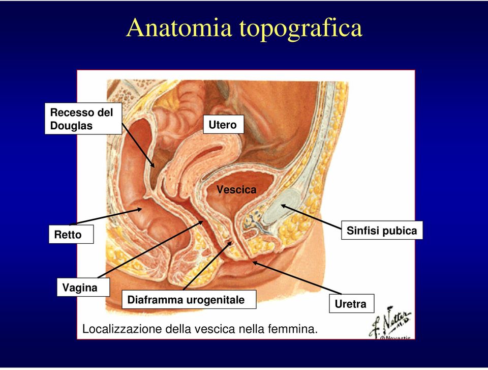 pubica Vagina Diaframma urogenitale