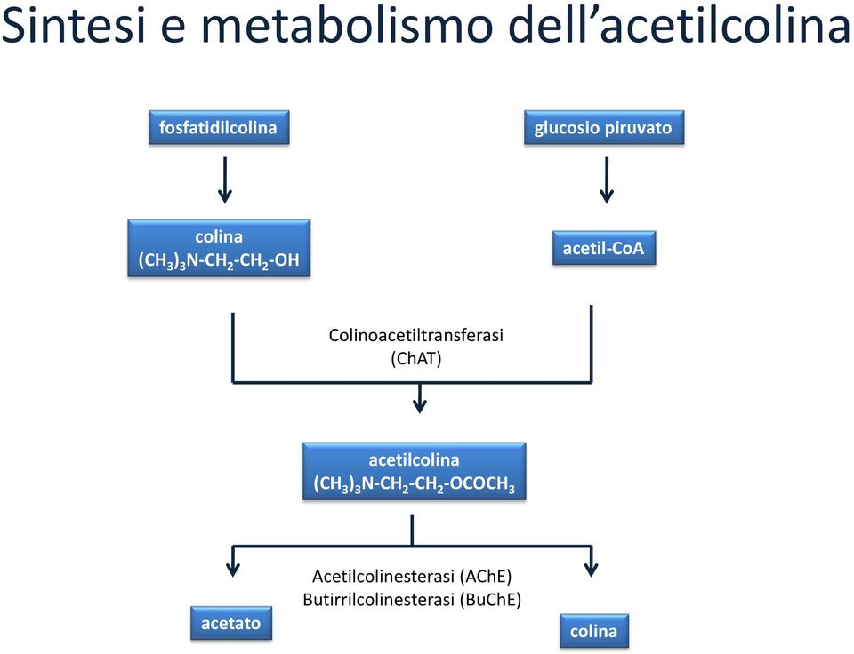 Colinoacetiltransferasi (ChAT) acetilcolina (CH 3 ) 3 N-CH 2 -CH 2