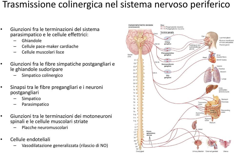Simpatico colinergico Sinapsi tra le fibre pregangliari e i neuroni postgangliari Simpatico Parasimpatico Giunzioni tra le terminazioni