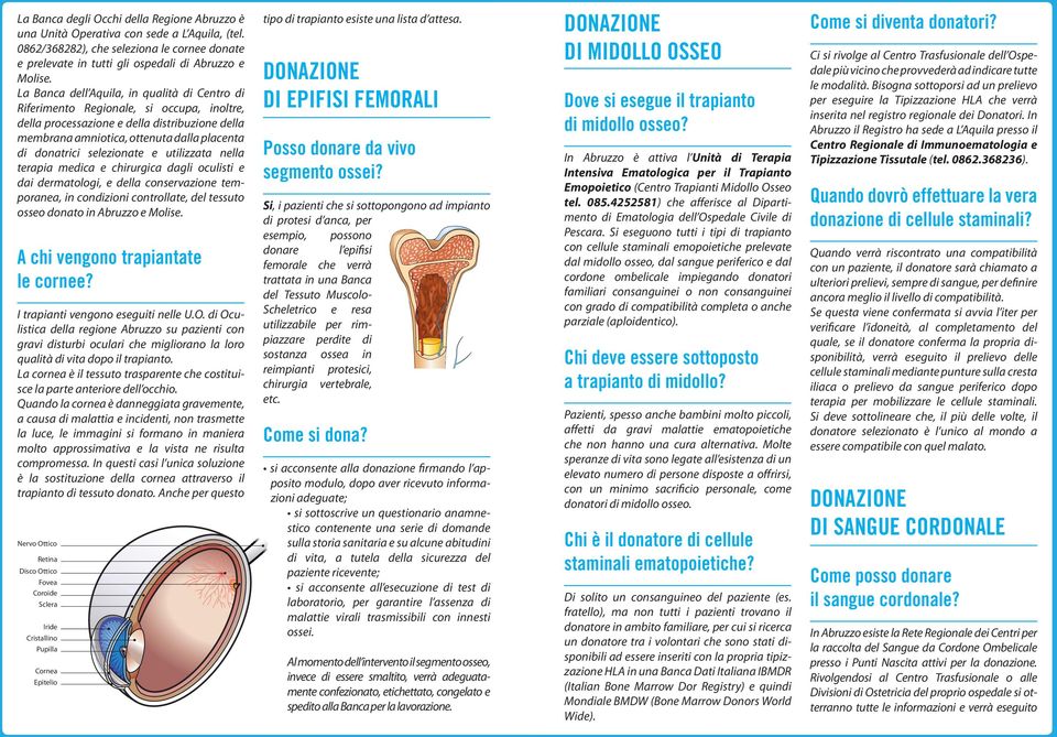 selezionate e utilizzata nella terapia medica e chirurgica dagli oculisti e dai dermatologi, e della conservazione temporanea, in condizioni controllate, del tessuto osseo donato in Abruzzo e Molise.