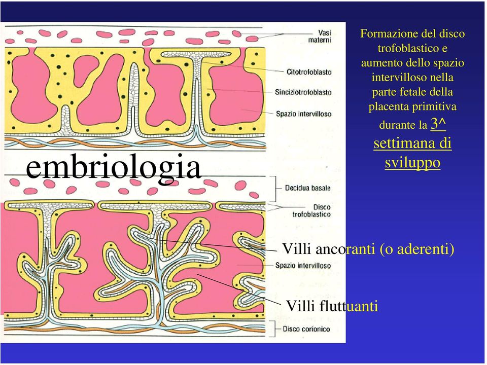 della placenta primitiva durante la 3^ settimana