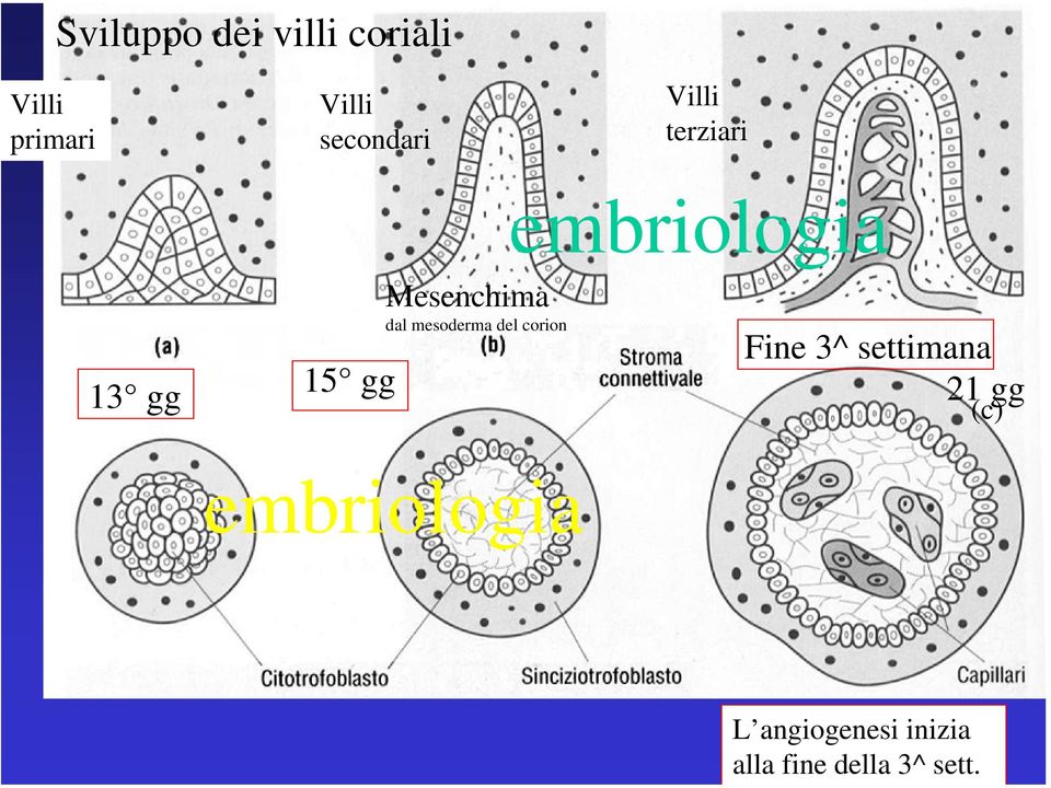 Villi primari Villi secondari Villi terziari 13 15