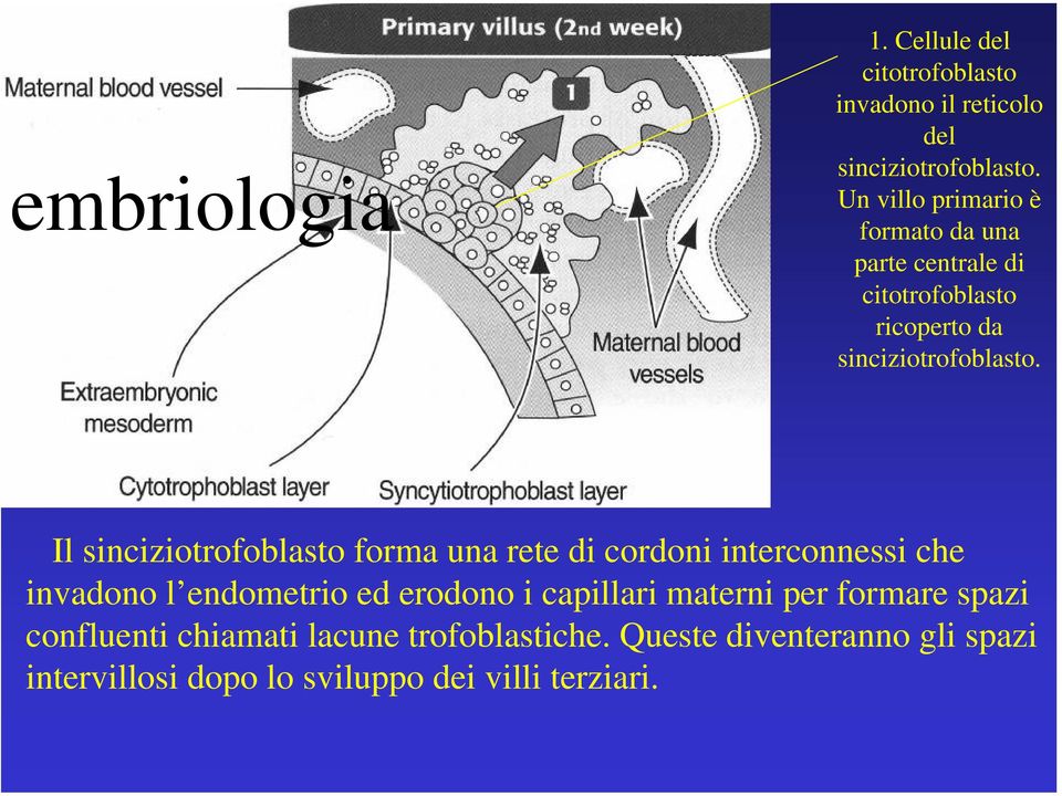 Il sinciziotrofoblasto forma una rete di cordoni interconnessi che invadono l endometrio ed erodono i