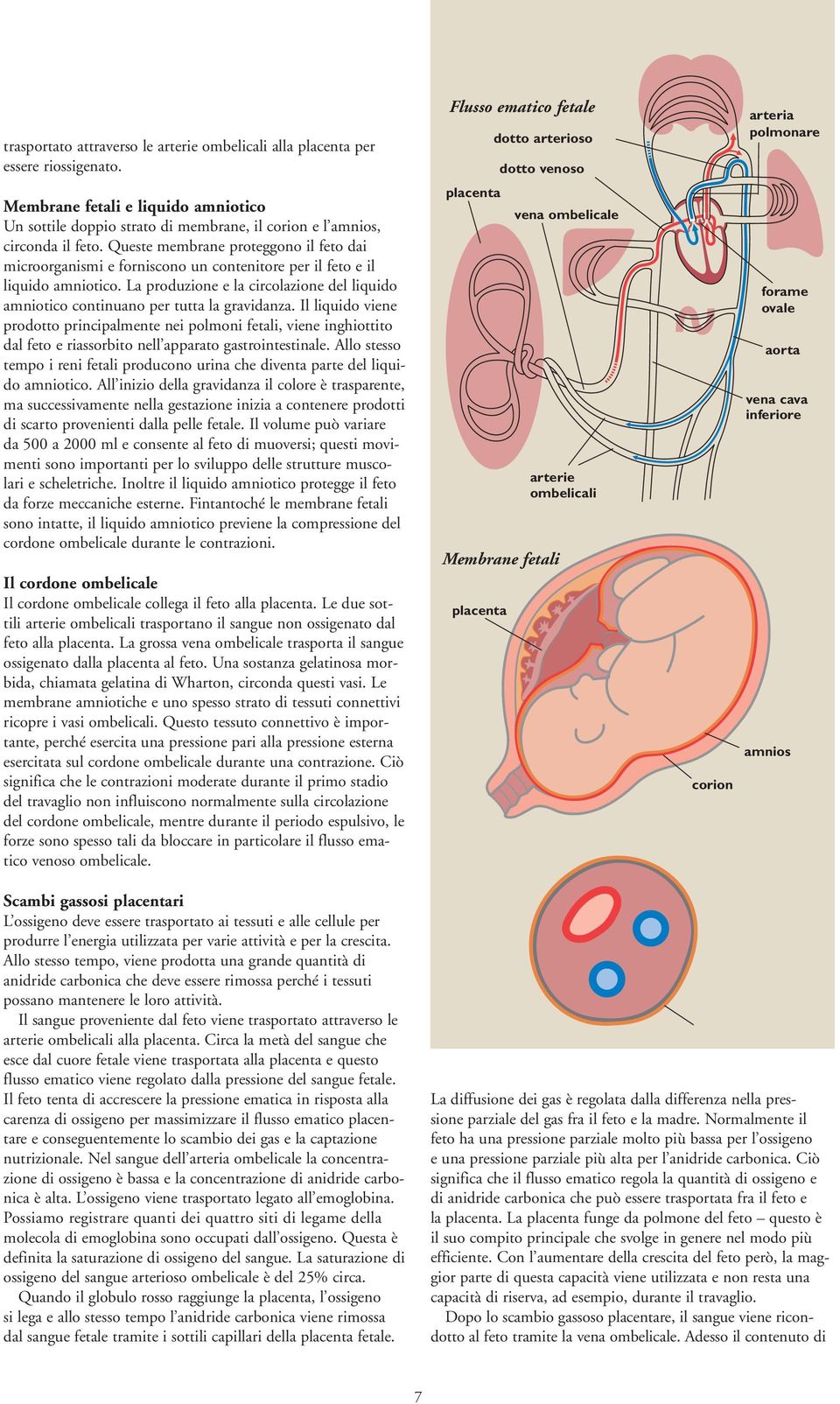 La produzione e la circolazione del liquido amniotico continuano per tutta la gravidanza.