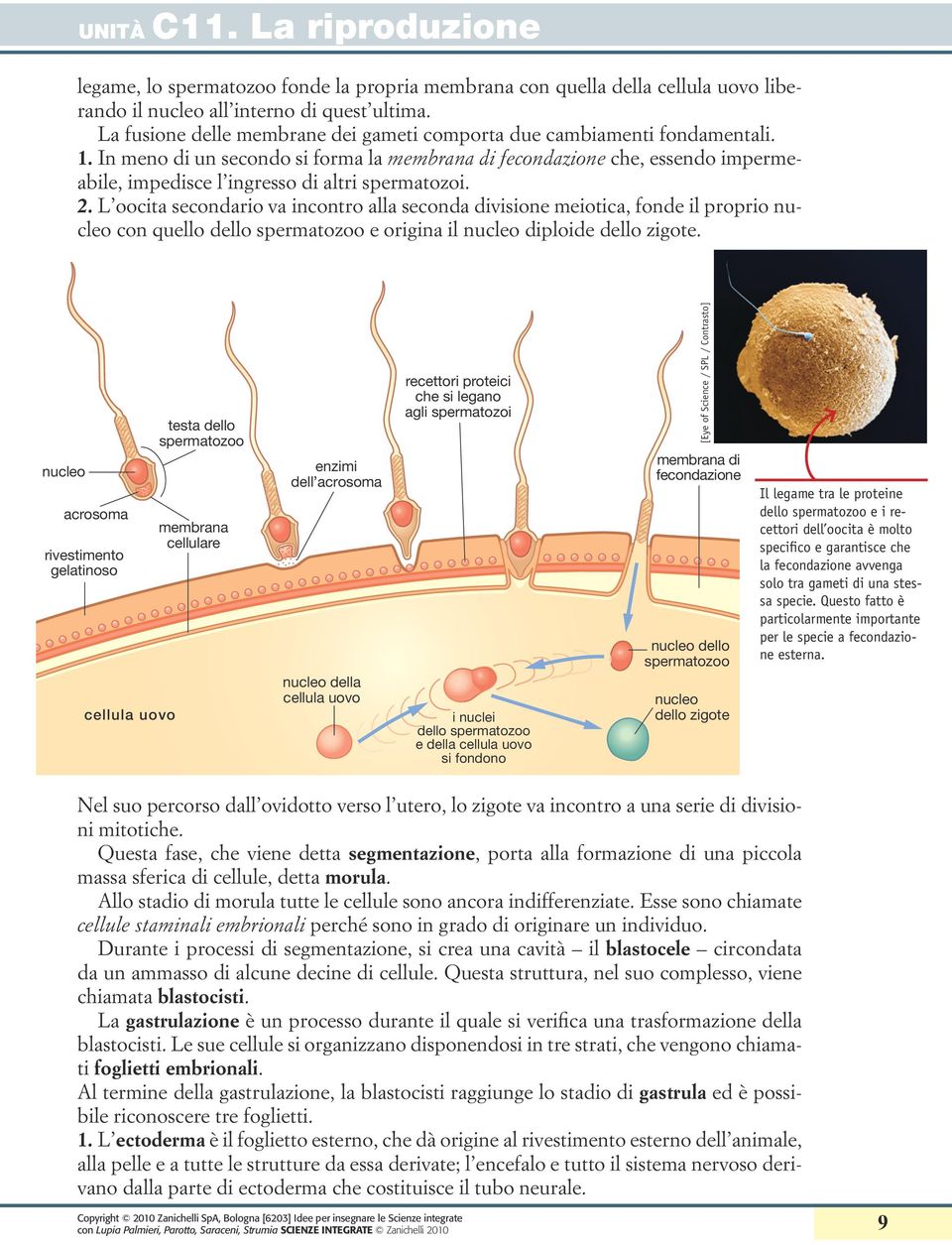 In meno di un secondo si forma la membrana di fecondazione che, essendo impermeabile, impedisce l ingresso di altri spermatozoi. 2.