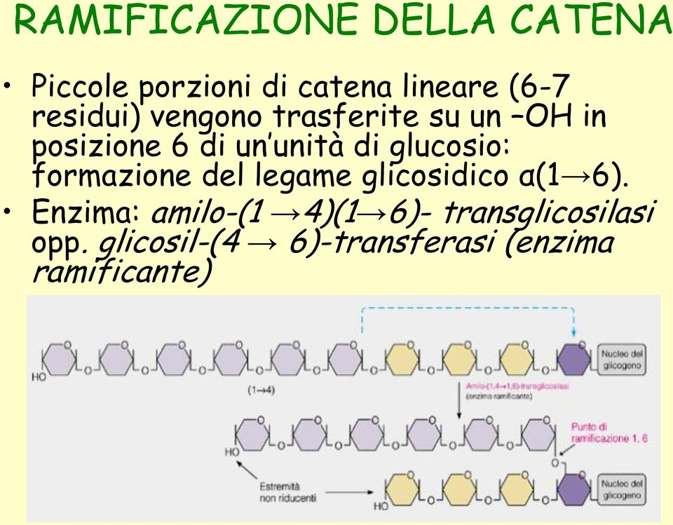 glucosio: formazione del legame glicosidico α(1 6).