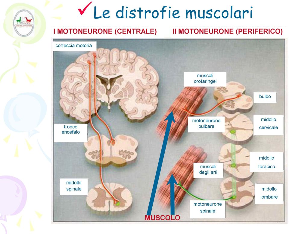 orofaringei bulbo tronco encefalo motoneurone bulbare