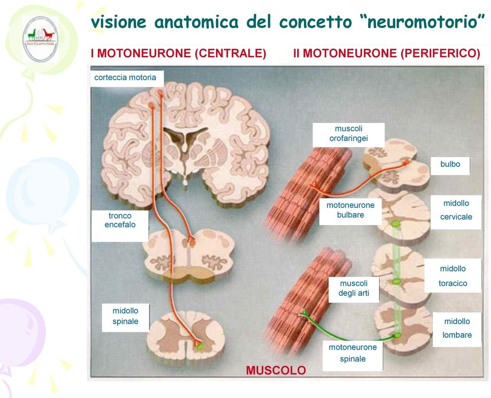 orofaringei bulbo tronco encefalo motoneurone bulbare cervicale