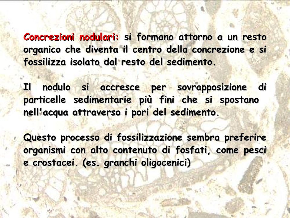 Il nodulo si accresce per sovrapposizione di particelle sedimentarie più fini che si spostano nell'acqua