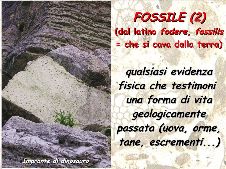 testimoni una forma di vita geologicamente passata