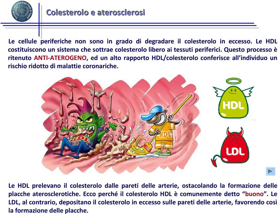 Questo processo è ritenuto ANTI-ATEROGENO, ed un alto rapporto HDL/colesterolo conferisce all individuo un rischio ridotto di malattie coronariche.