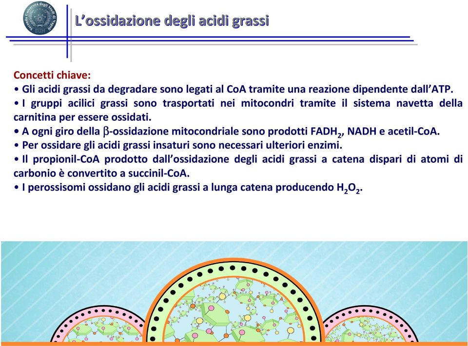 A ogni giro della β-ossidazione mitocondriale sono prodotti FADH 2, NADH e acetil-coa.