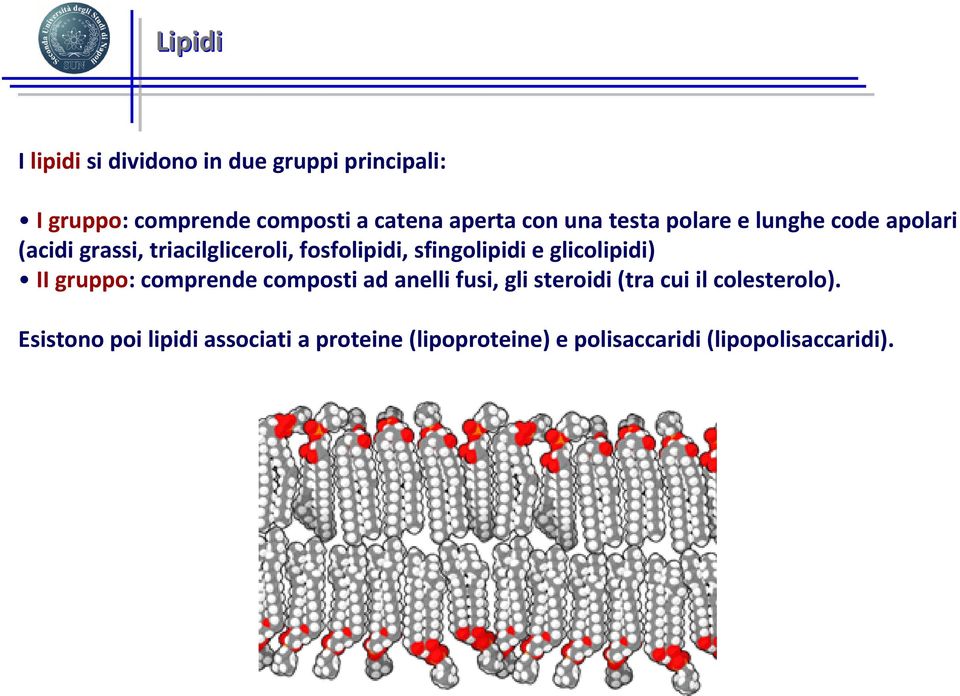 sfingolipidi e glicolipidi) II gruppo: comprende composti ad anelli fusi, gli steroidi (tra cui il