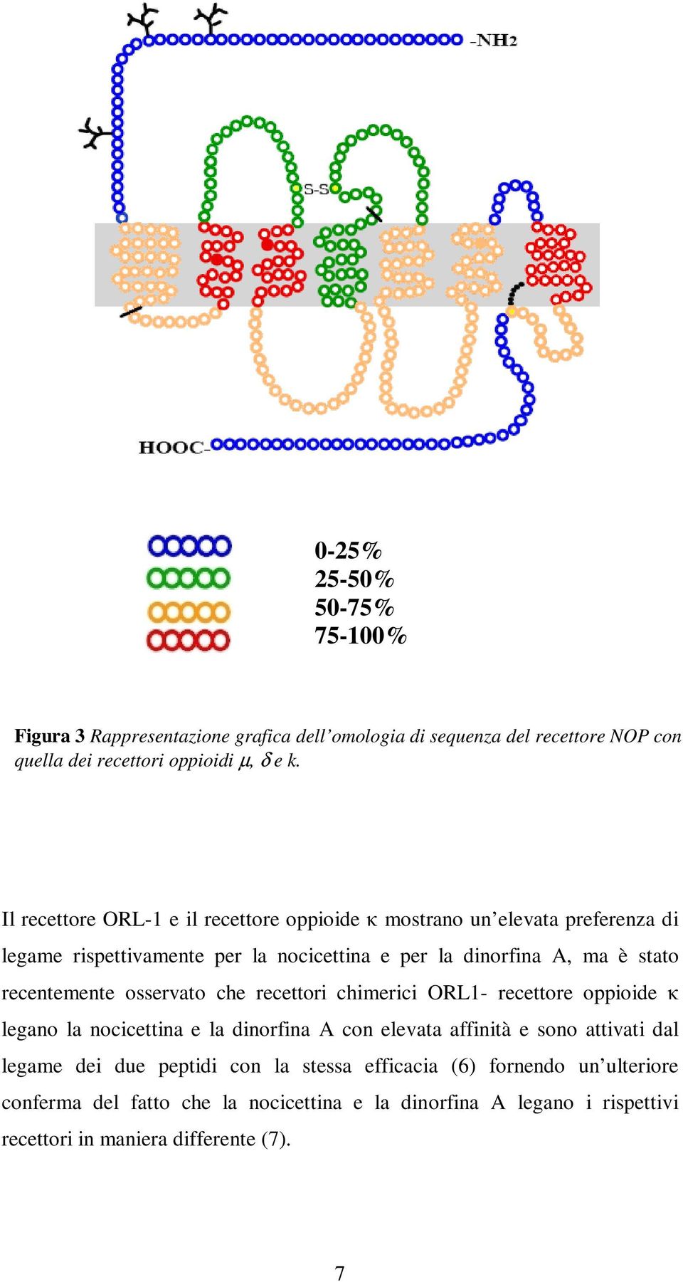 recentemente osservato che recettori chimerici ORL1- recettore oppioide κ legano la nocicettina e la dinorfina A con elevata affinità e sono attivati dal legame