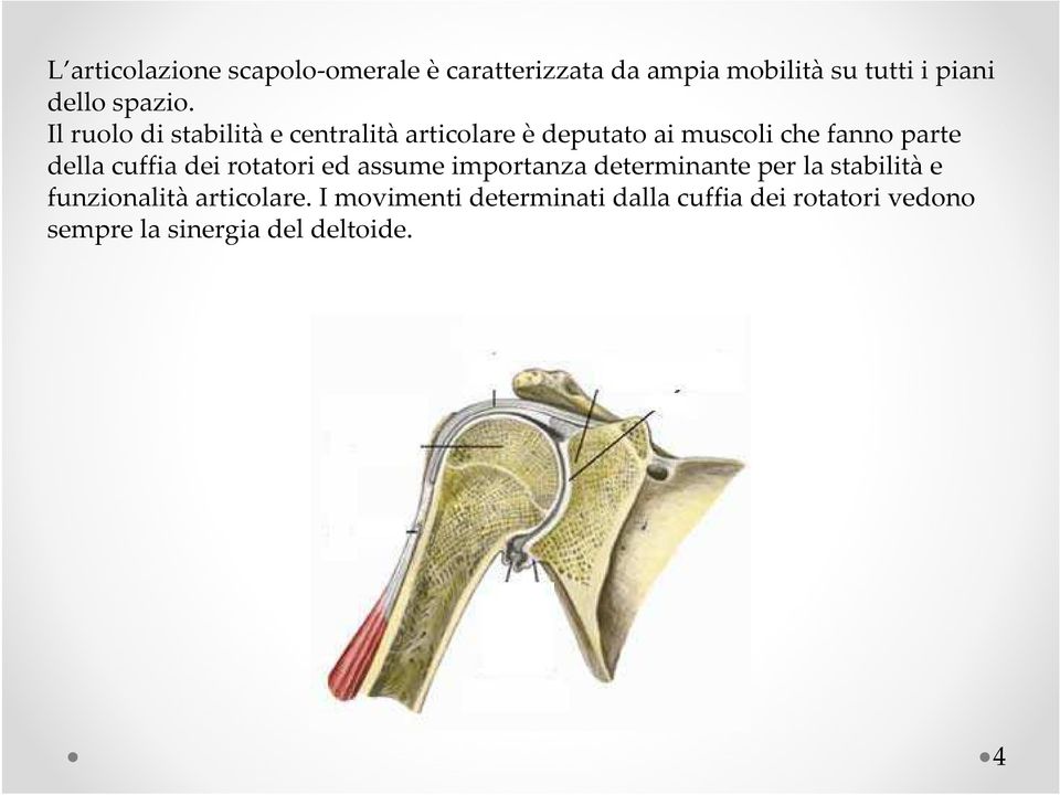 Il ruolo di stabilità e centralitàarticolare è deputato ai muscoli che fanno parte della