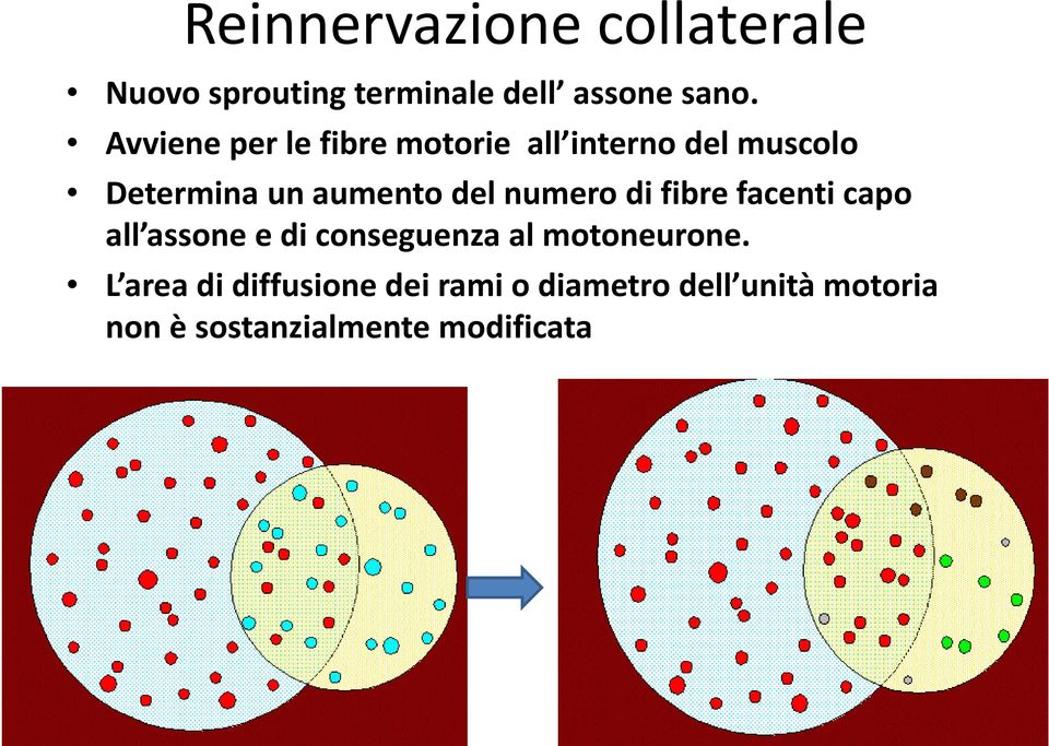 numero di fibre facenti capo all assone e di conseguenza al motoneurone.