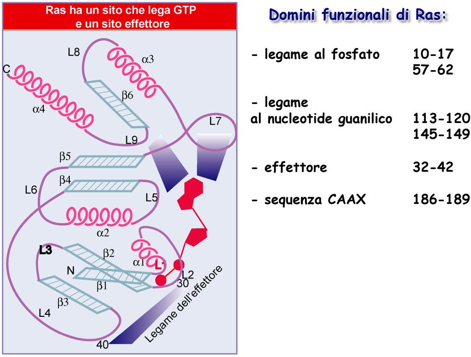 nucleotide guanilico 113-120 145-149