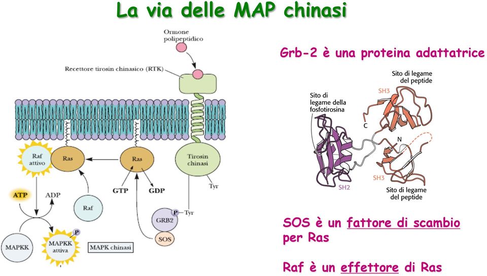 adattatrice SOS è un fattore