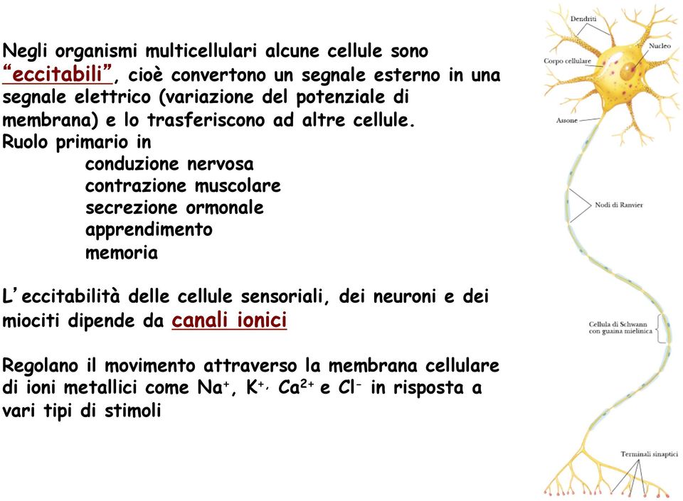 Ruolo primario in conduzione nervosa contrazione muscolare secrezione ormonale apprendimento memoria L eccitabilità delle cellule