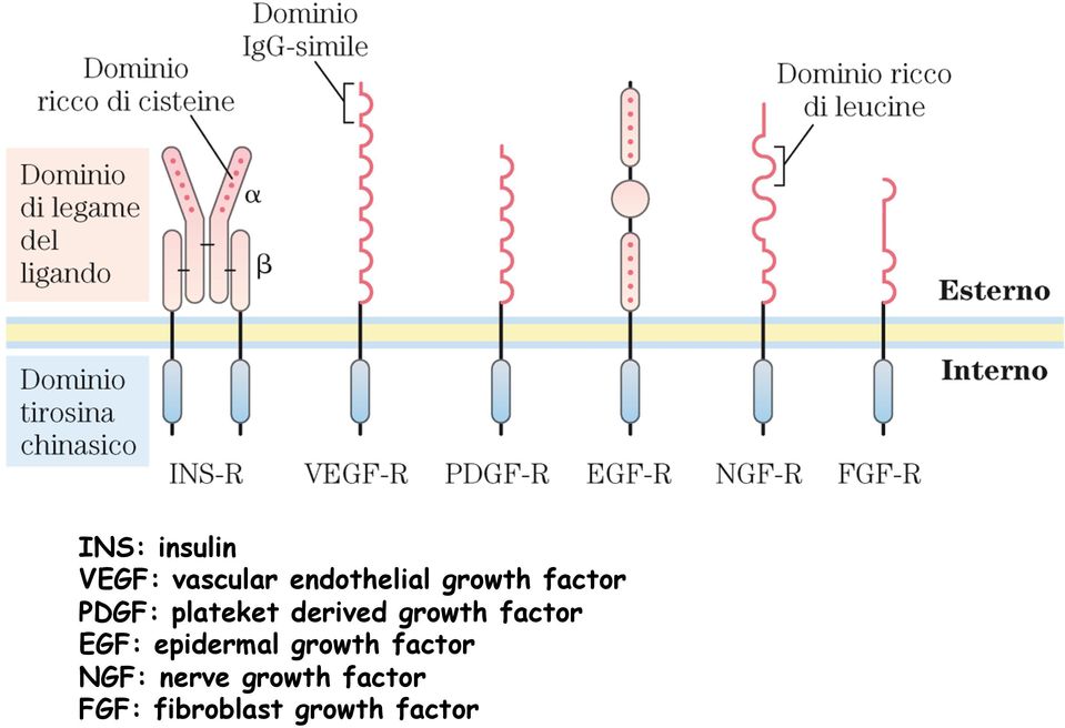 factor EGF: epidermal growth factor NGF: