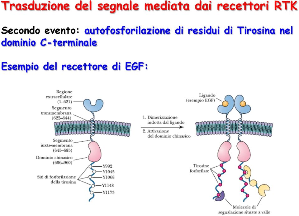 autofosforilazione di residui di