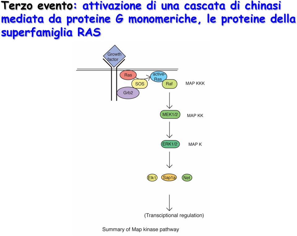 da proteine G monomeriche, le