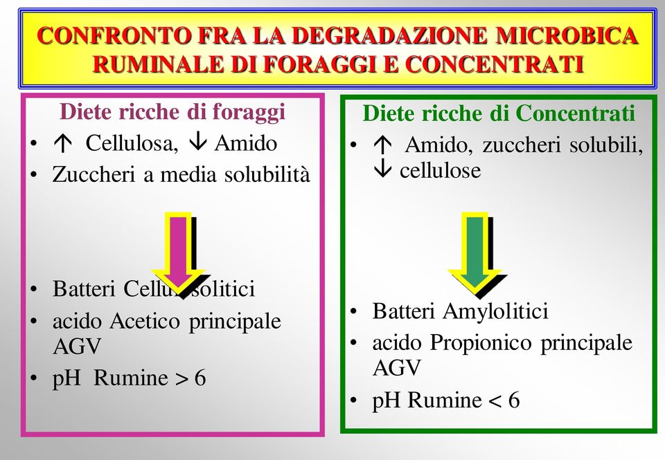 Concentrati Amido, zuccheri solubili, cellulose Batteri Cellulosolitici acido