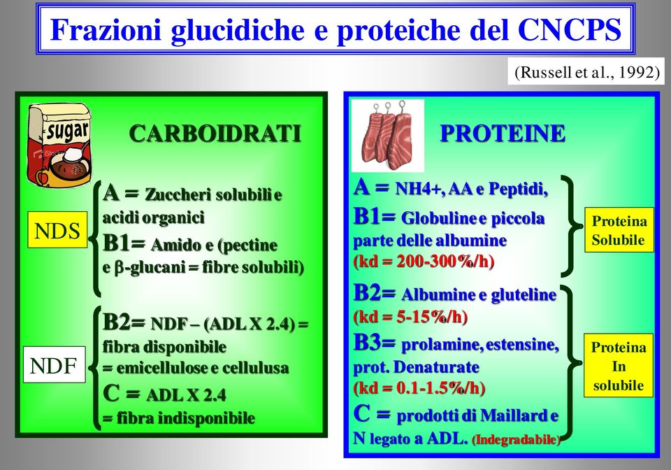 Peptidi, B1= Globuline e piccola parte delle albumine (kd = 200-300%/h) Proteina Solubile NDF B2= NDF (ADL X 2.