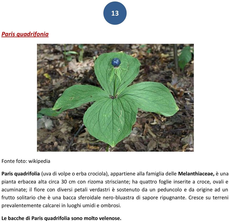 fiore con diversi petali verdastri è sostenuto da un peduncolo e da origine ad un frutto solitario che è una bacca sferoidale