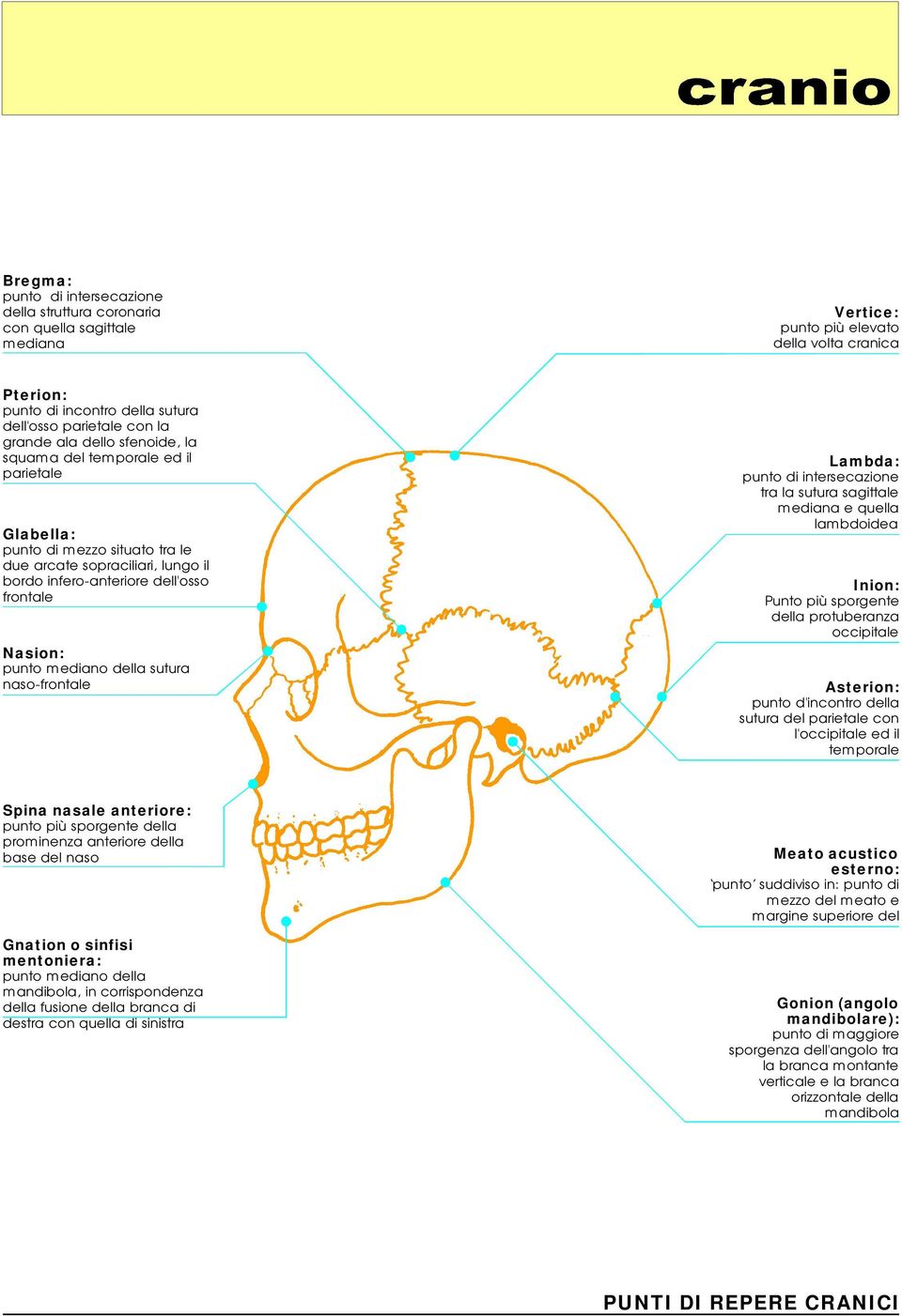 mediano della sutura naso-frontale Lambda: punto diintersecazione tra la sutura sagittale mediana equella lambdoidea Inion: Punto piùsporgente della protuberanza occipitale Asterion: punto d'incontro