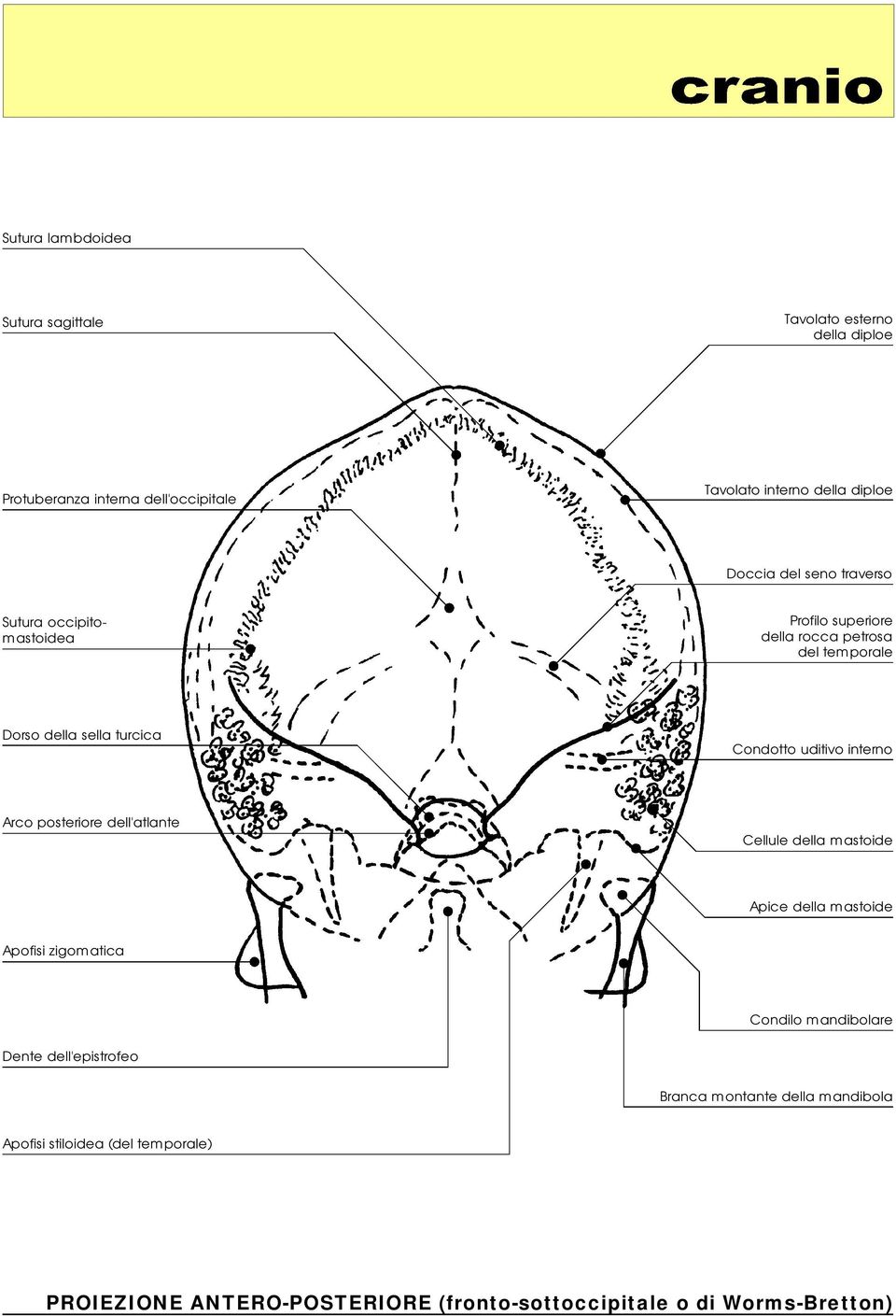 uditivo interno Arco posteriore dell'atlante Cellule della mastoide Apice della mastoide Apofisizigomatica Condilo mandibolare Dente