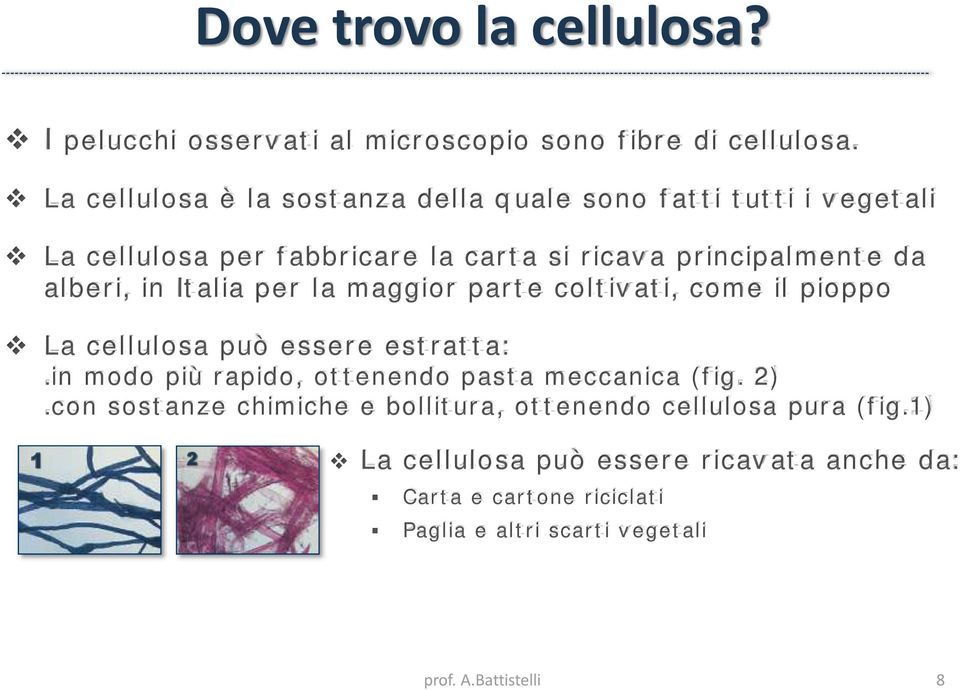 in Italia per la maggior parte coltivati, come il pioppo La cellulosa può essere estratta:.in modo più rapido, ottenendo pasta meccanica (fig.