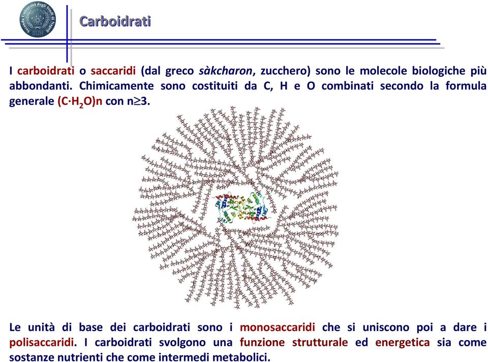 Chimicamente sono costituiti da C, H e O combinati secondo la formula generale (C H 2 O)ncon n 3.