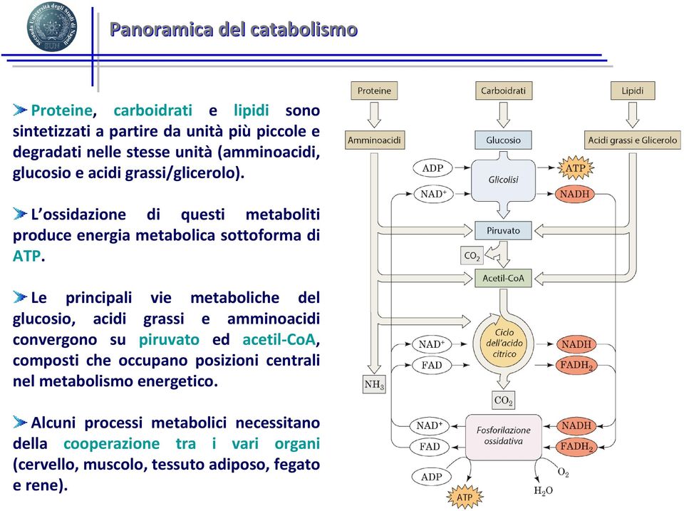 Le principali vie metaboliche del glucosio, acidi grassi e amminoacidi convergono su piruvato ed acetil-coa, composti che occupano posizioni