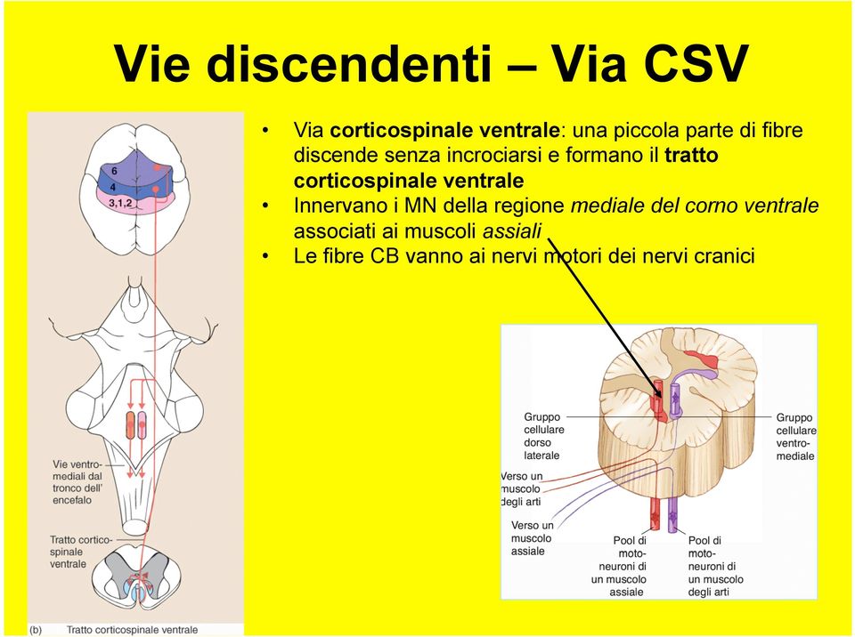 ventrale Innervano i MN della regione mediale del corno ventrale