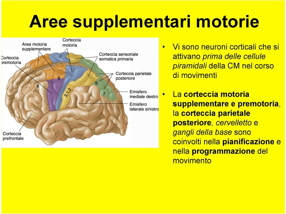 supplementare e premotoria, la corteccia parietale posteriore, cervelletto e