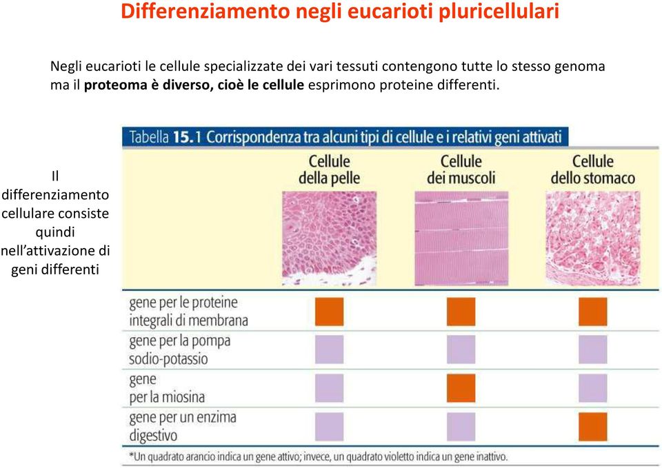ma il proteoma è diverso, cioè le cellule esprimono proteine differenti.